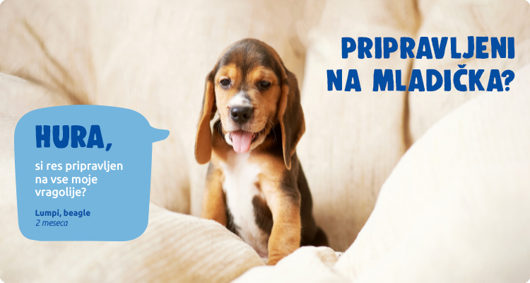 Pripravljeni na mladička?